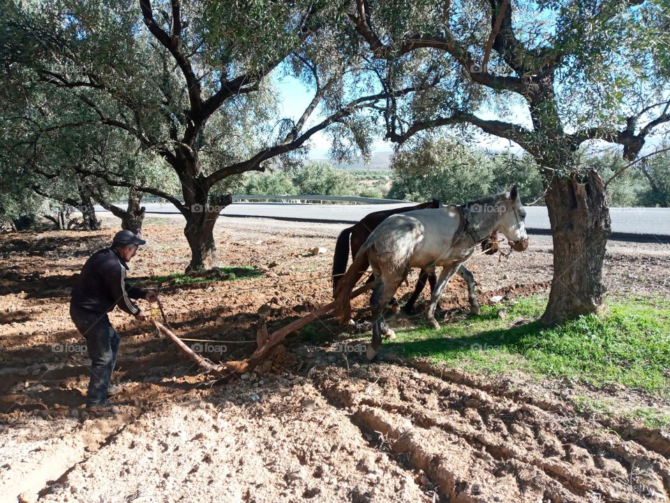 A farmer plow's land