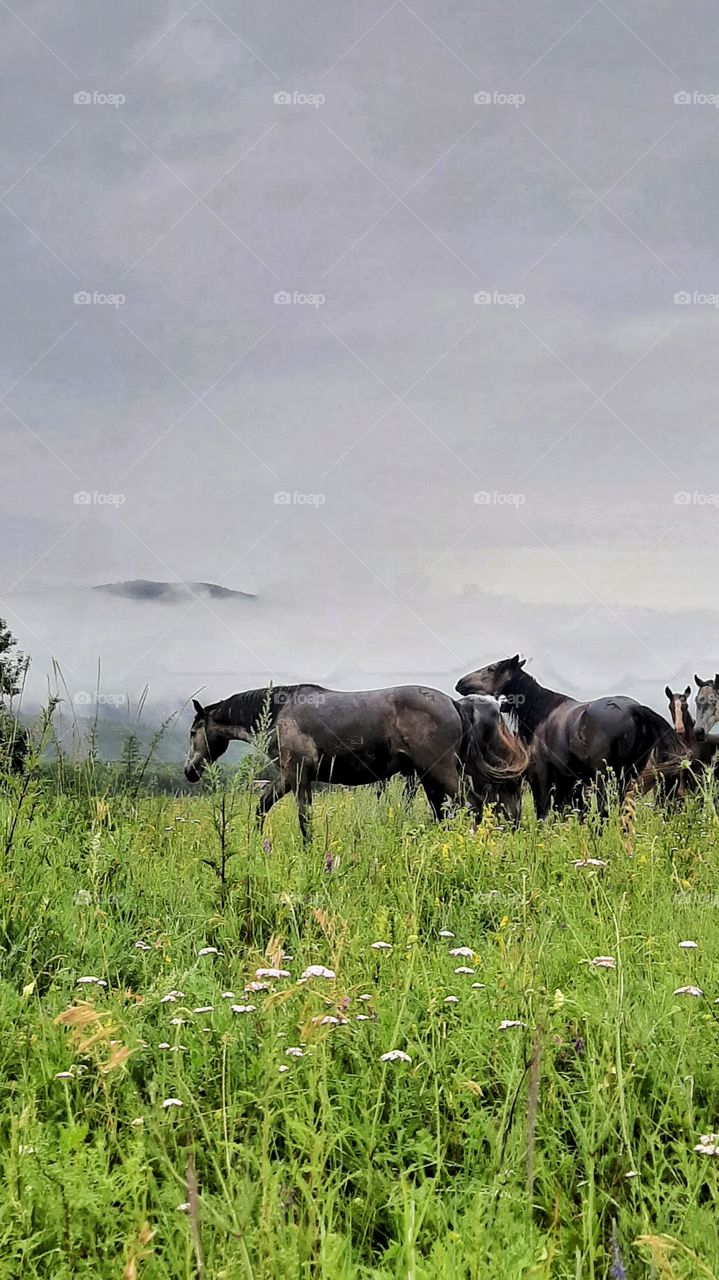 лошади в поле