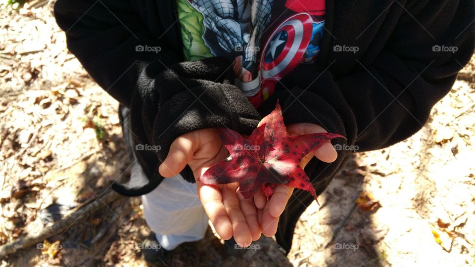 boy. boy hands holding a leaf