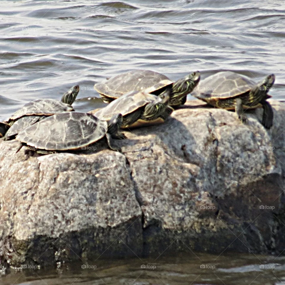 Sun worshippers
