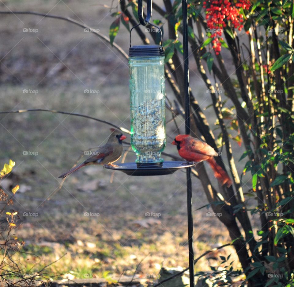 male and female cardinal