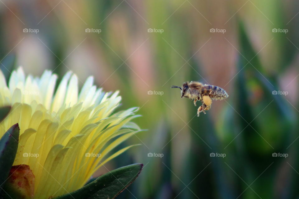#flower #bee #nature