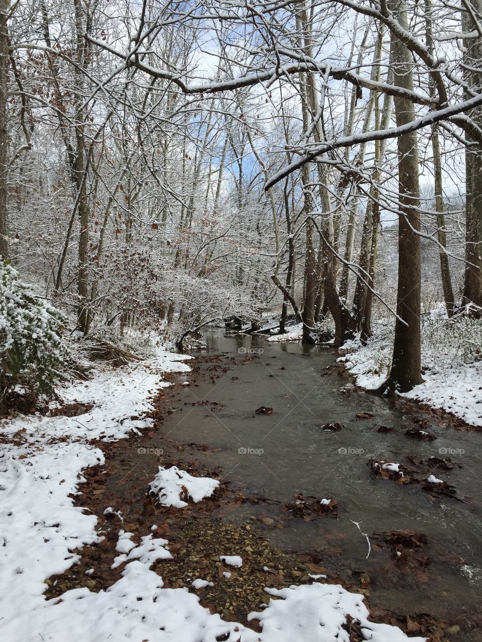 The creek in November