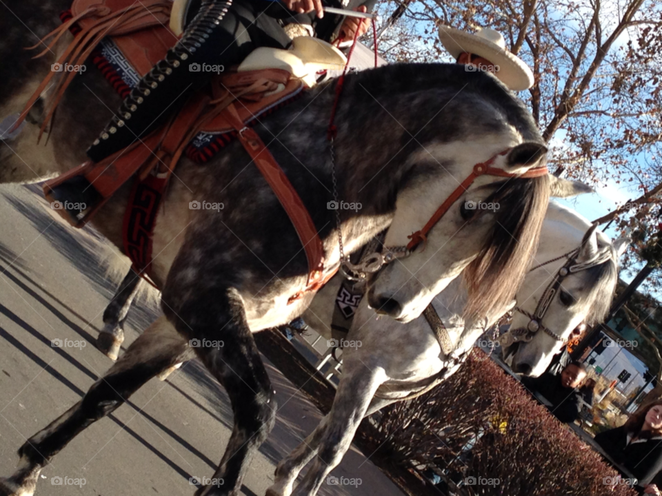 horses parade beautiful by melody