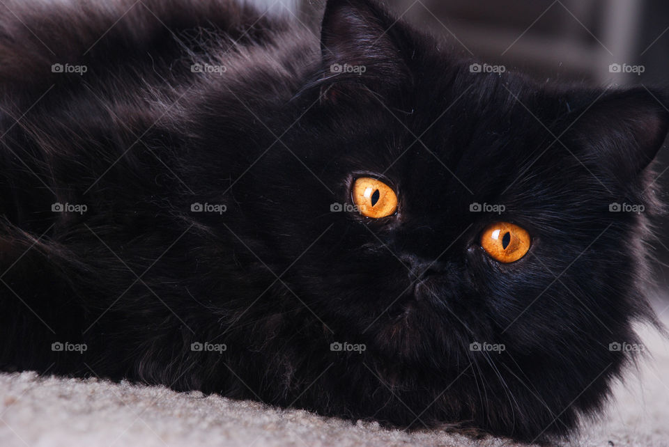 Black cat looking at camera
