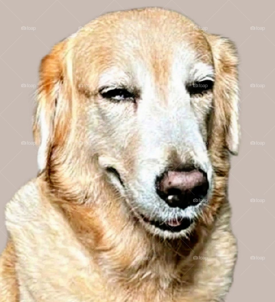 my most beautiful and attractive cute dog.