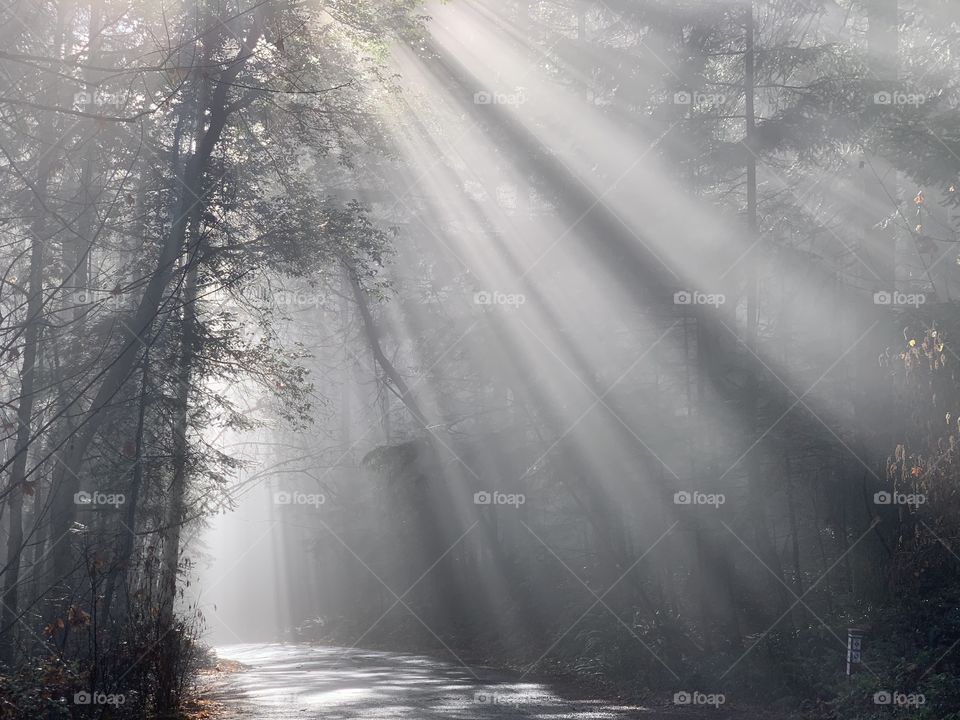 Sun rays penetrating the foggy forest 