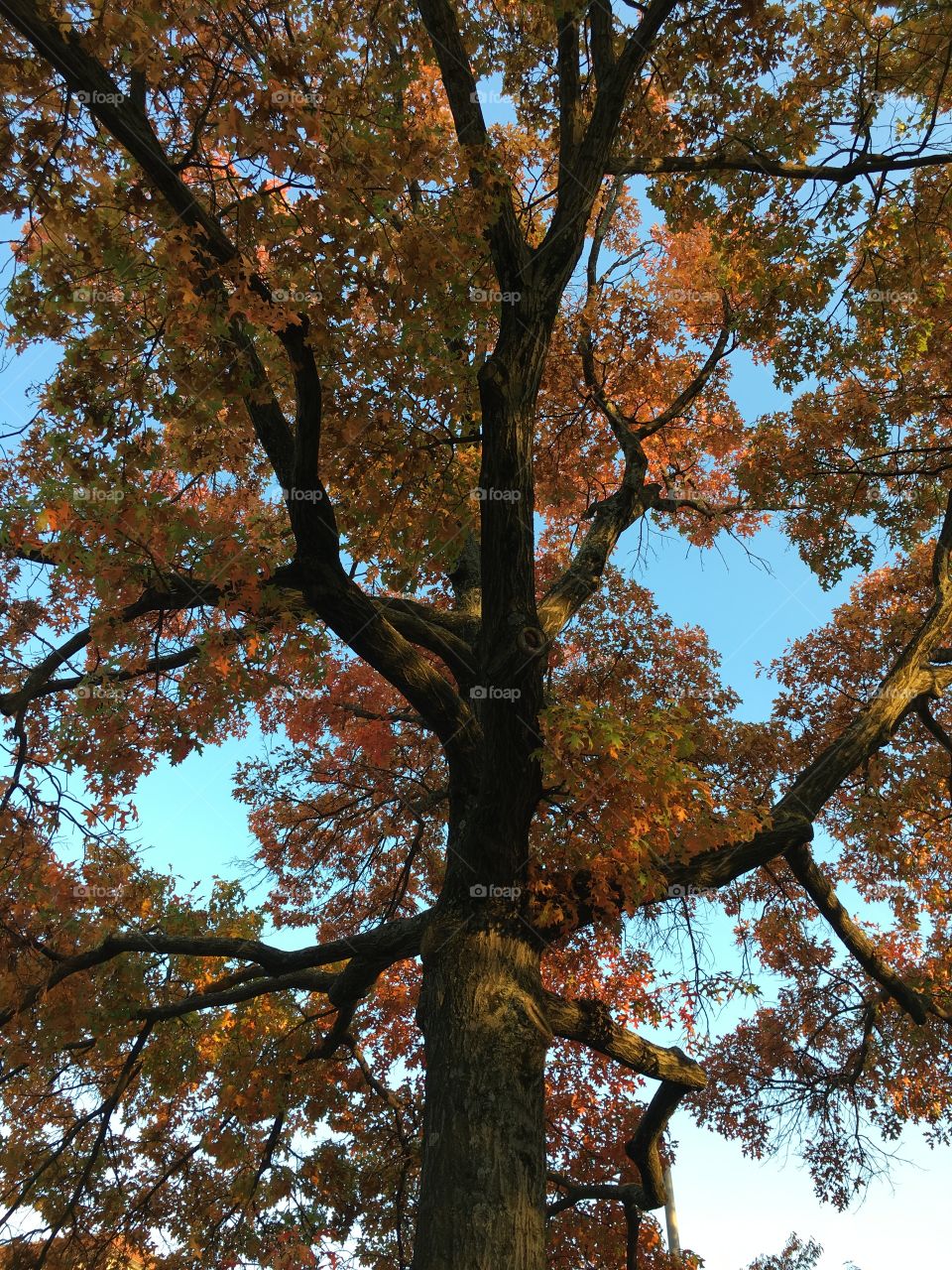 Tree in fall