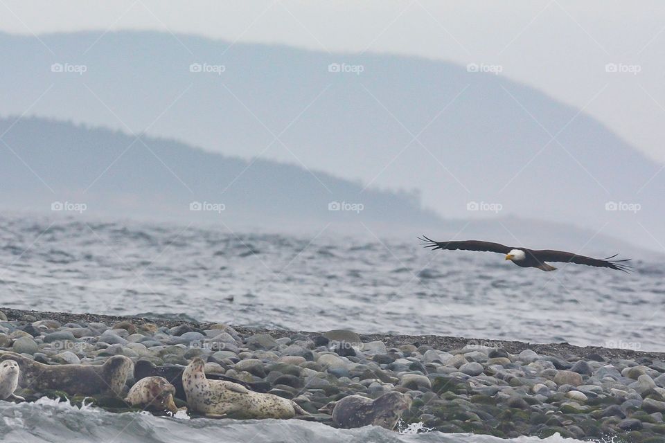 Bald eagle and harbor seals