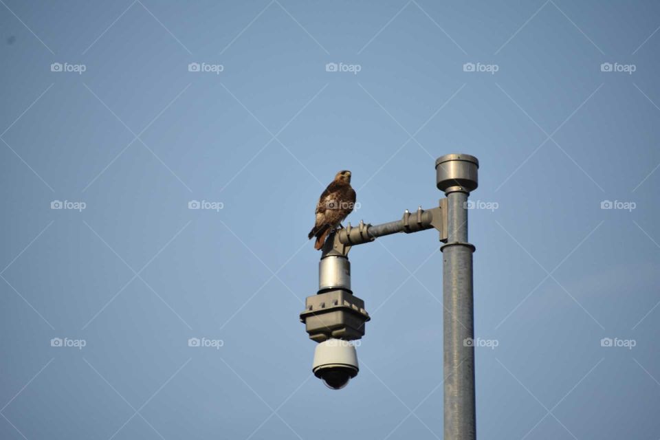 red tailed hawk perched on a street camera