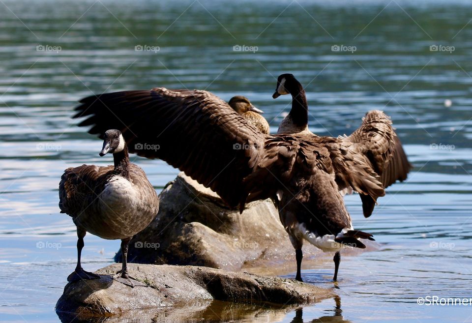 That would first glance it may look like the goose is attacking the dog, closer examination revealed that the duck is quite calm.