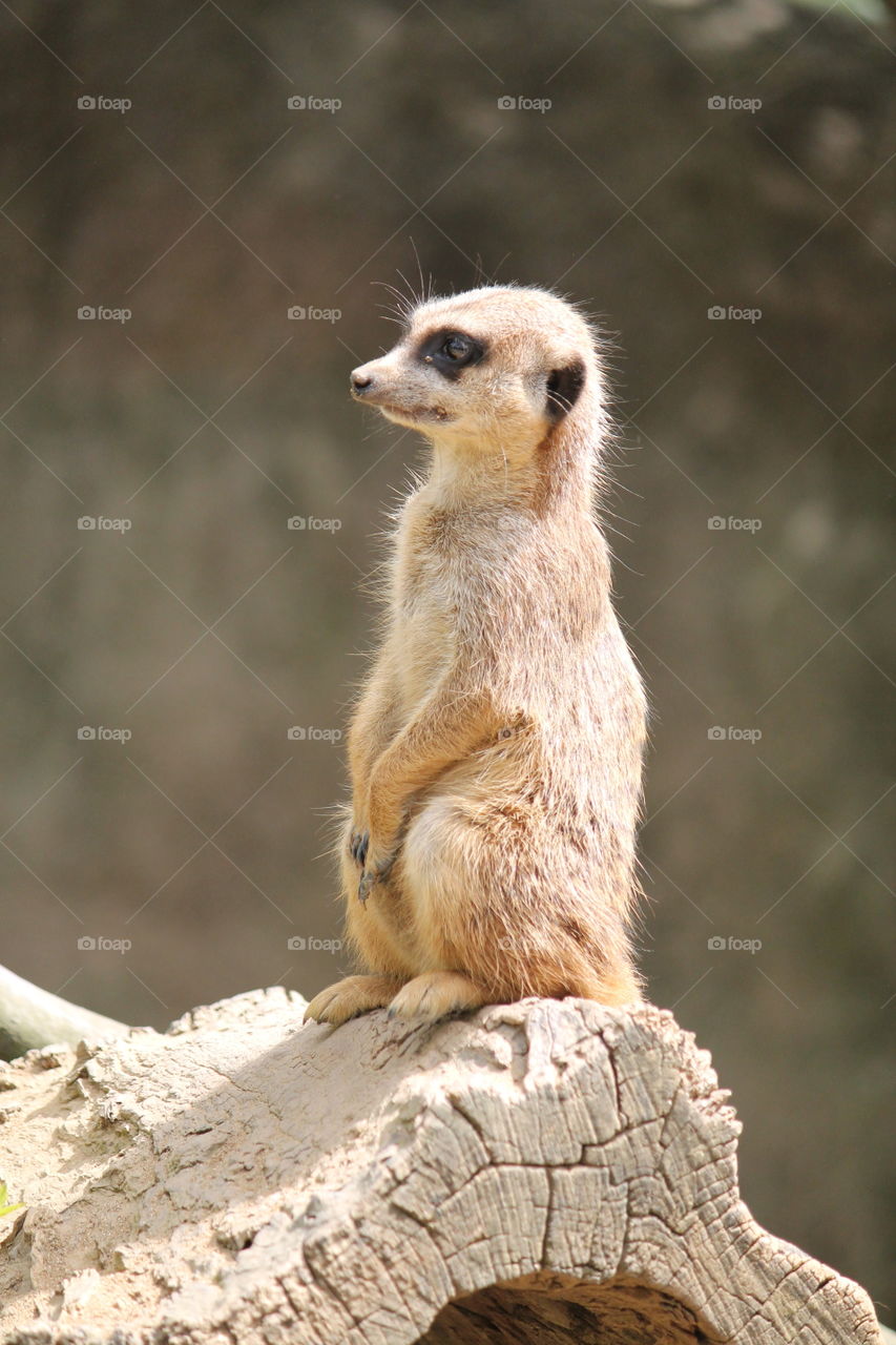 Meerkat