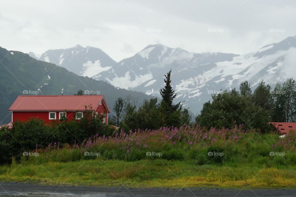 Alaskan Wild life Center