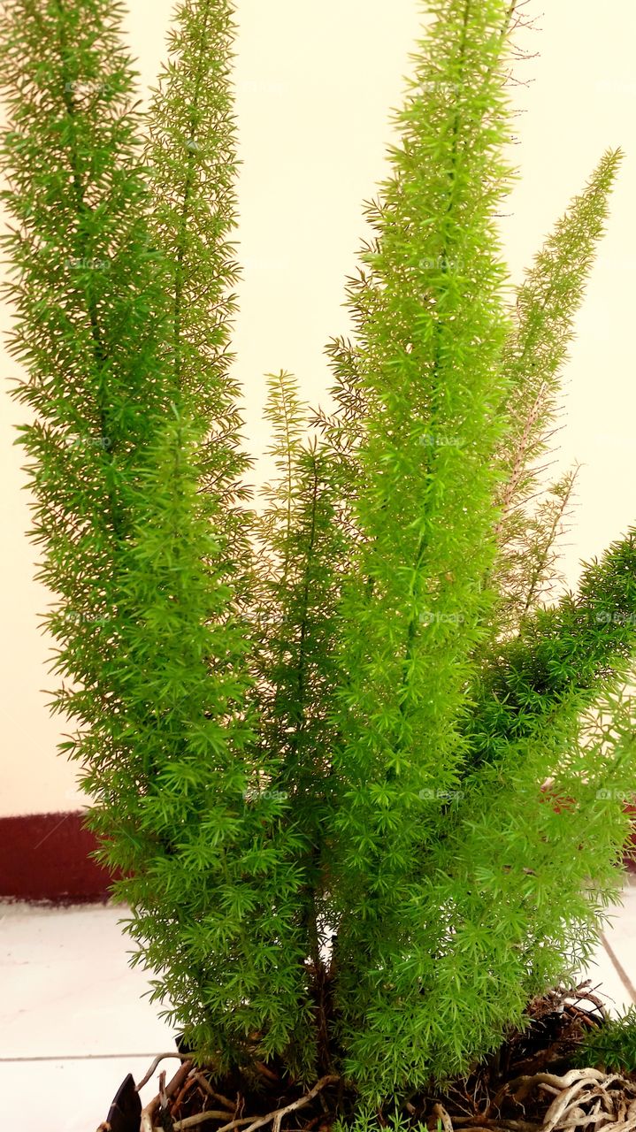 root leaf tree green fresh tropical