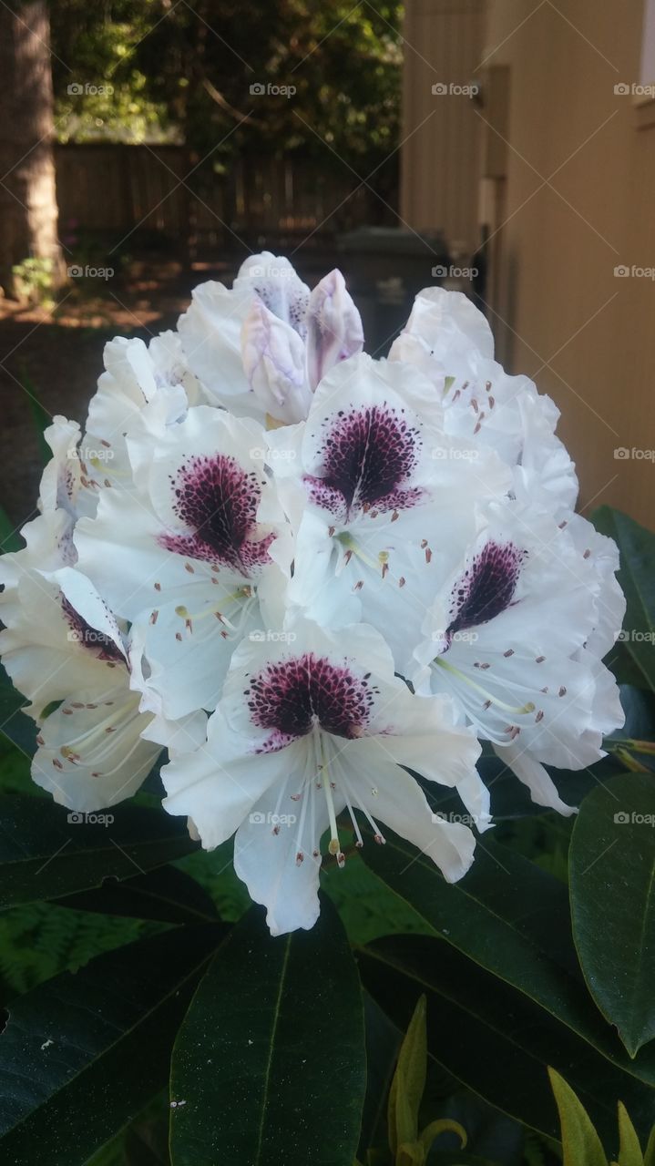 purple and white. rhododendron
