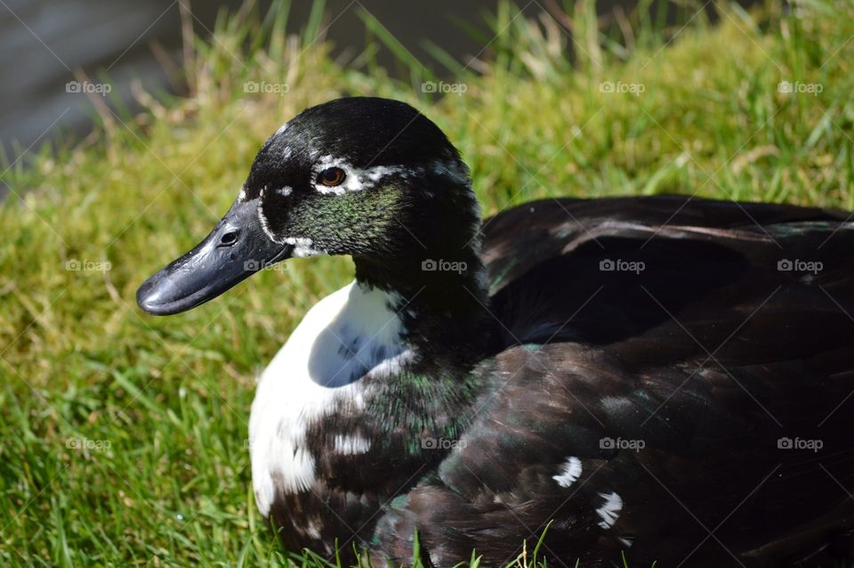 Resting duck