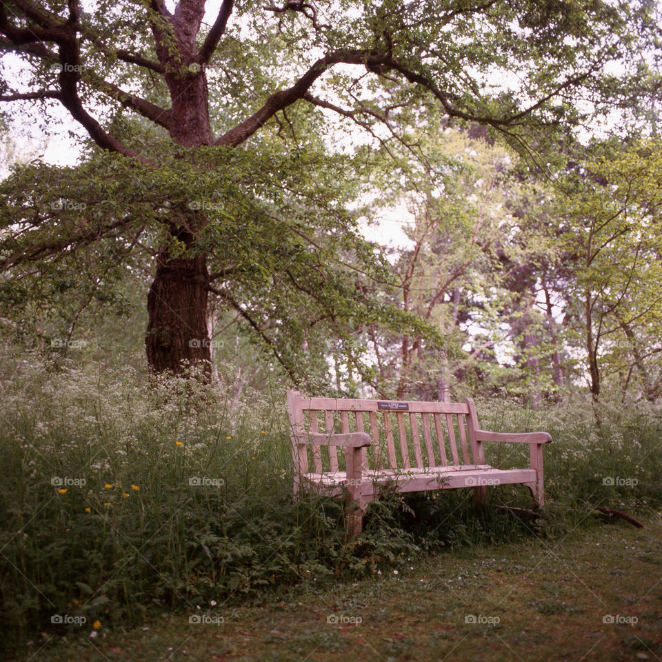 spring flowers garden botanical by tobias_burkill