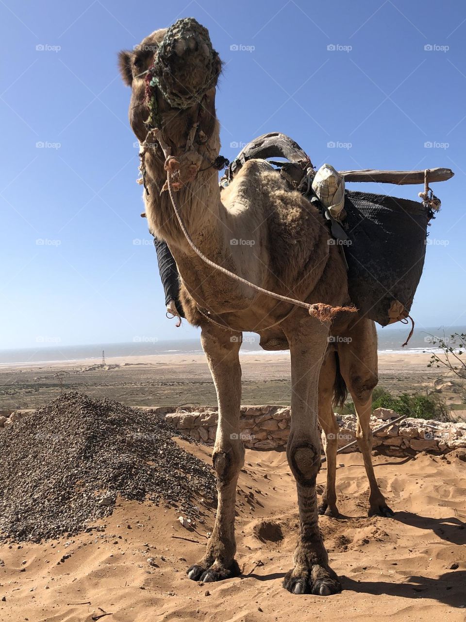 Beautiful camel looking at camera 