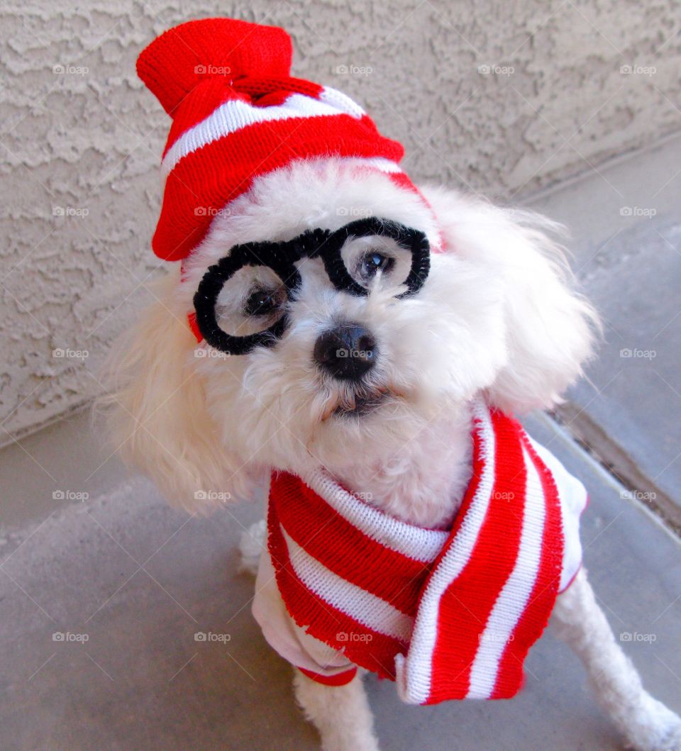 High angle view of a dog