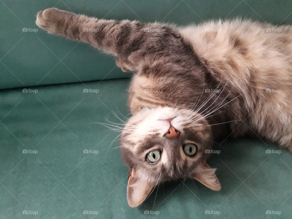 Ring, my friend's cat