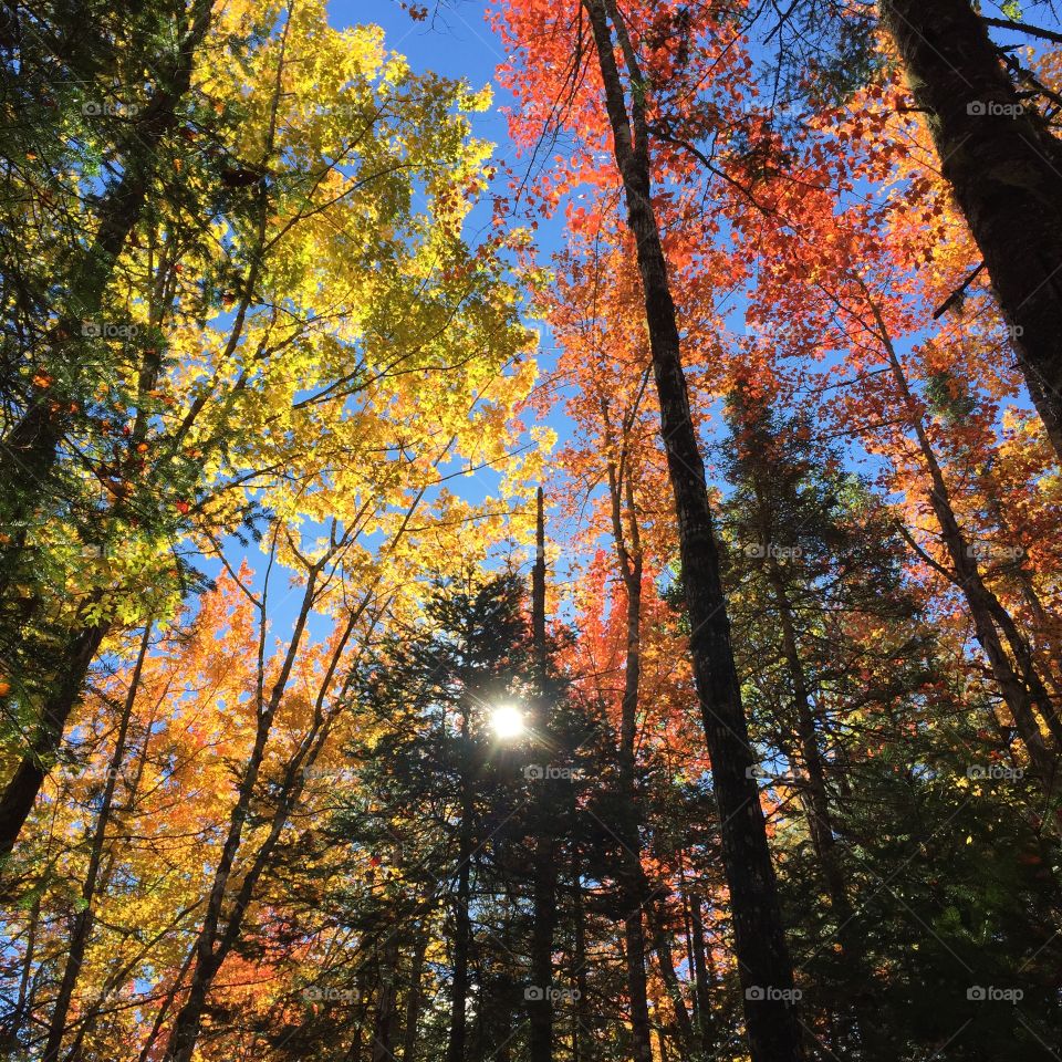 Fall in Maine