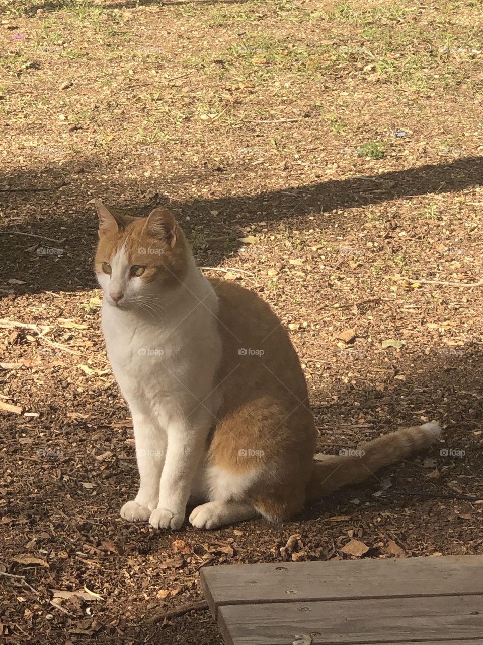 An orange and white cat with green eyes 