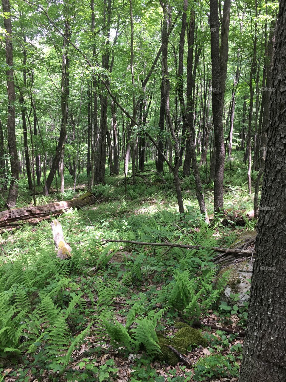 I wish this is how it looked year around