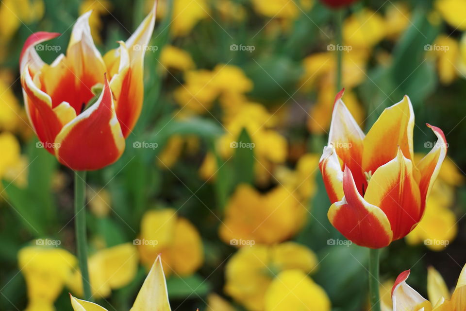 Yellow and red tulips