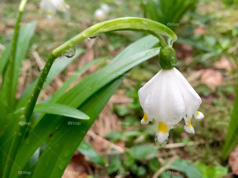 Close up of snowdrop with raindrops