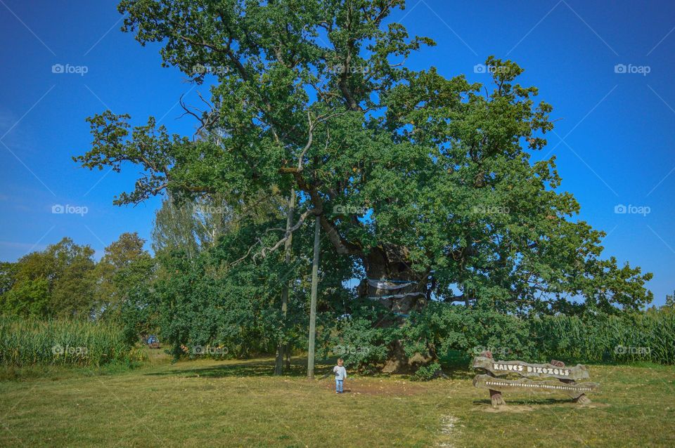 Bigest and oldest oak tree. About 500 years old.