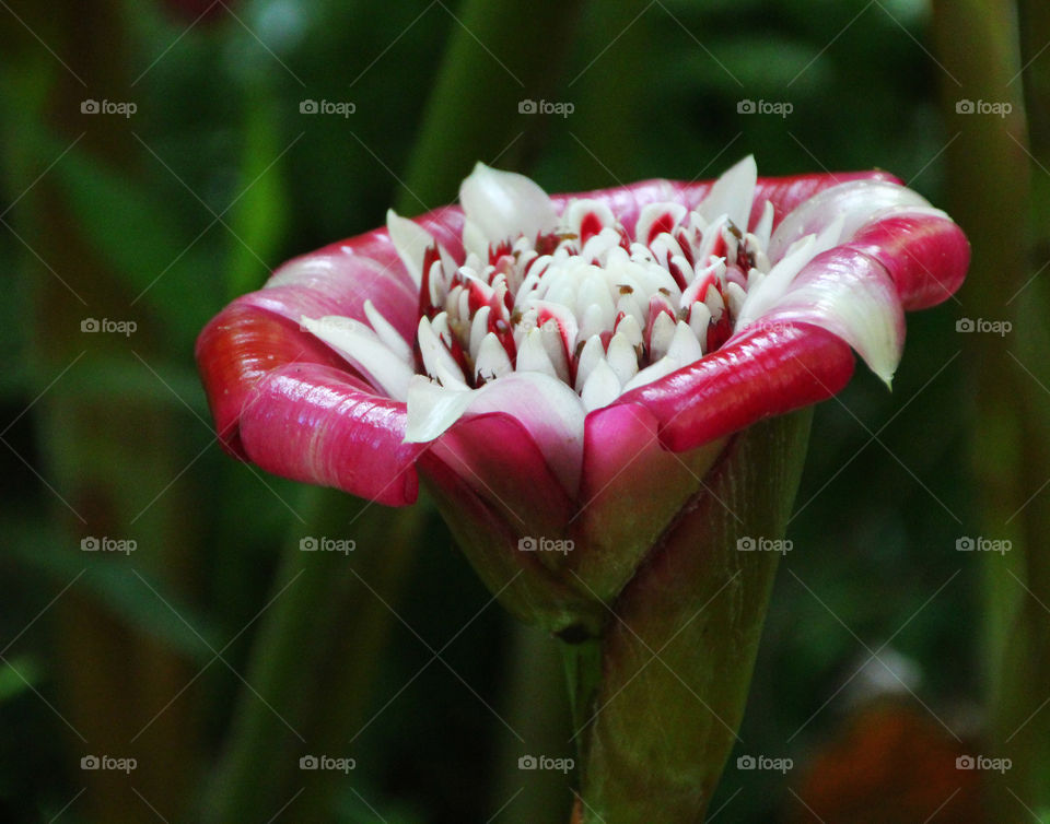 Pink elliptical shaped flower