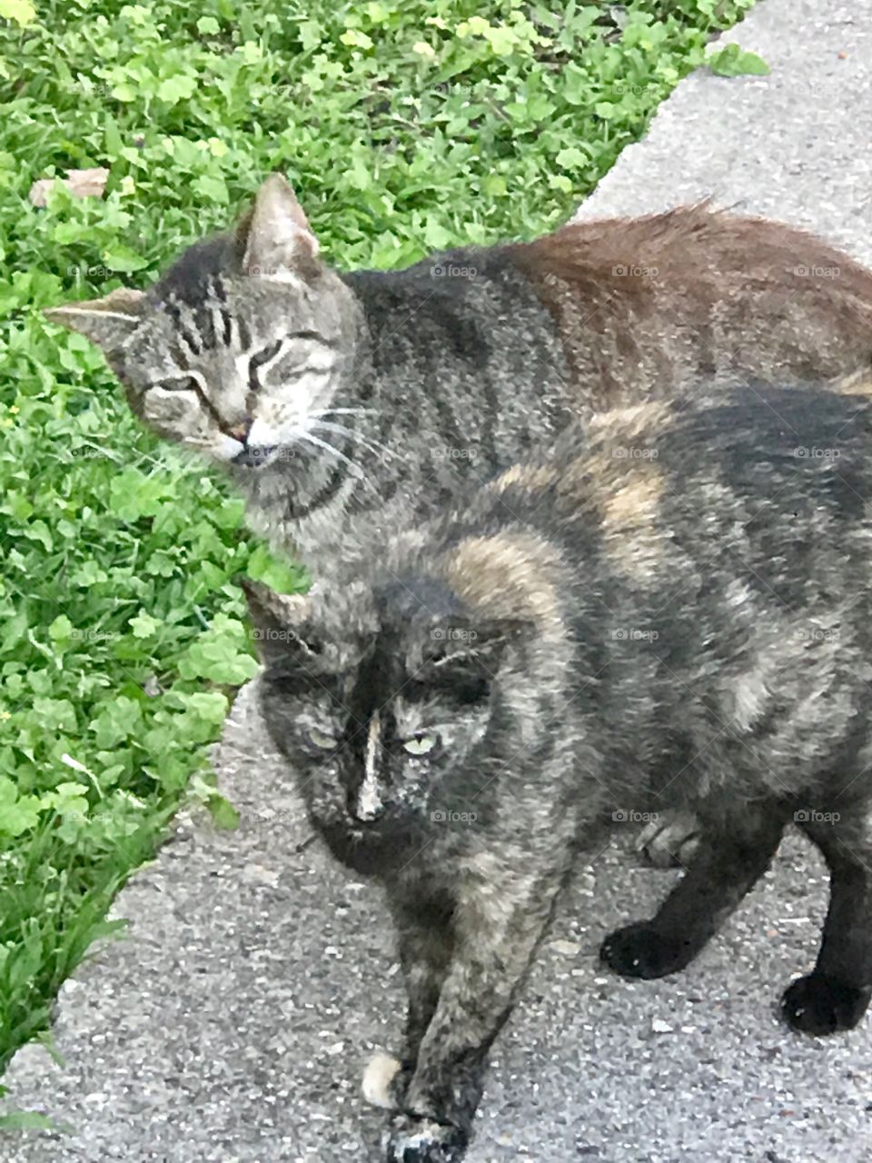 Feral Beauties