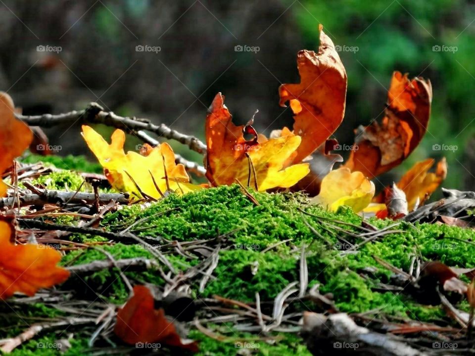 Autumn leaves in the moss