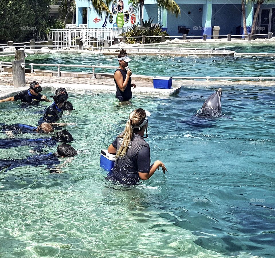 diving with dolphins 