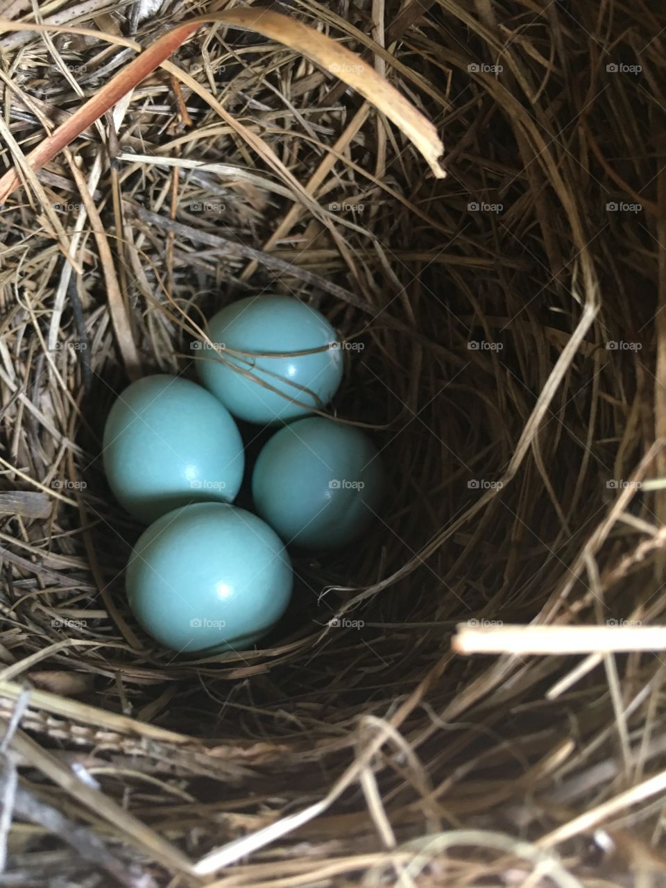 My bluebirds eggs so beautiful 
