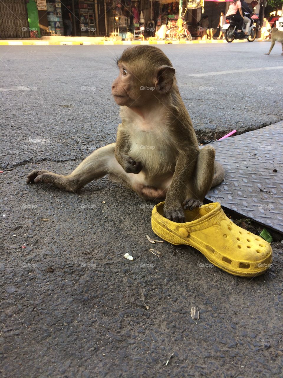 Little monkey at Lopburi, Thailand