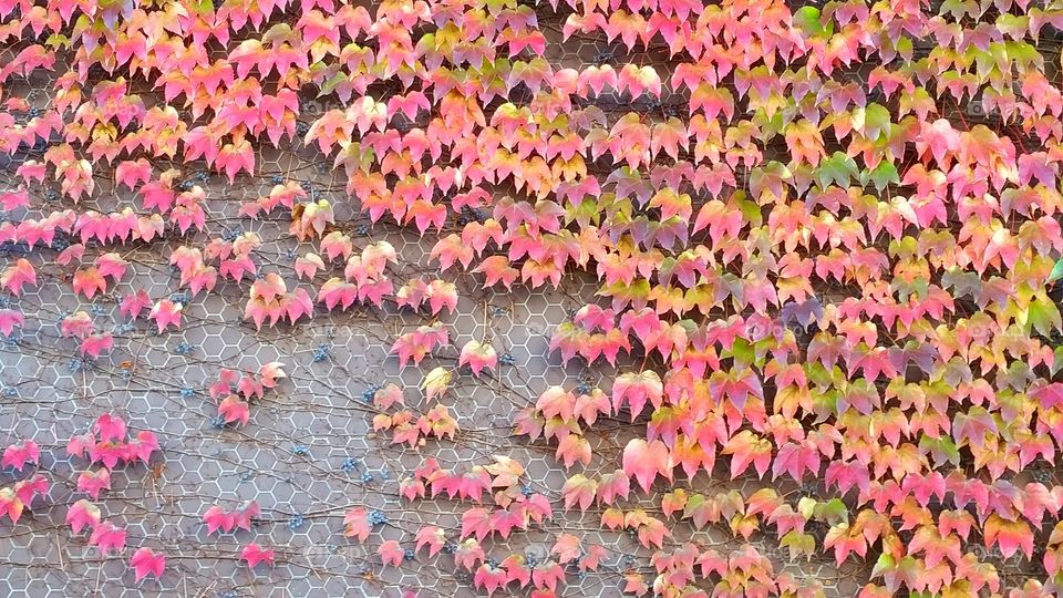 drying leaves on the wall