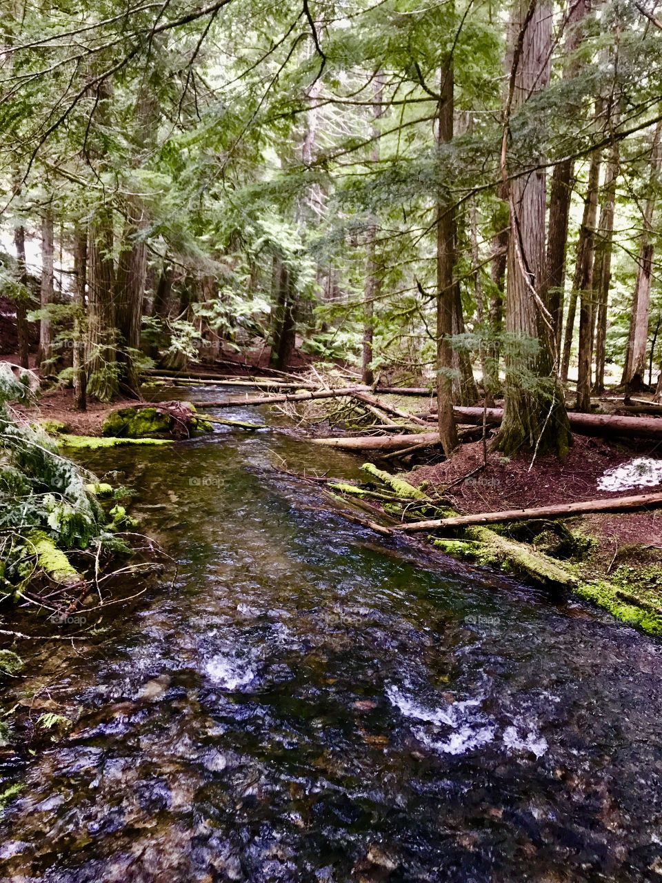Woodland stream 