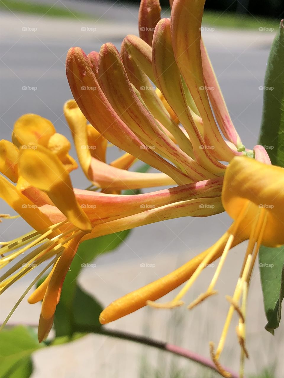 Orange blooms of honey suckle-close up