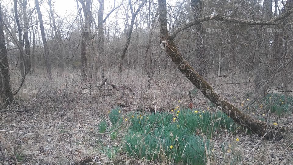 flowers in the woods