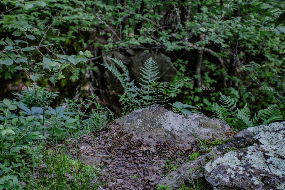 plants growing off of the side of a rock