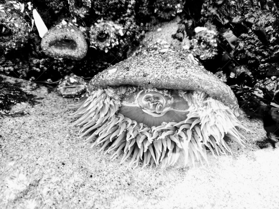 anemone rock ocean