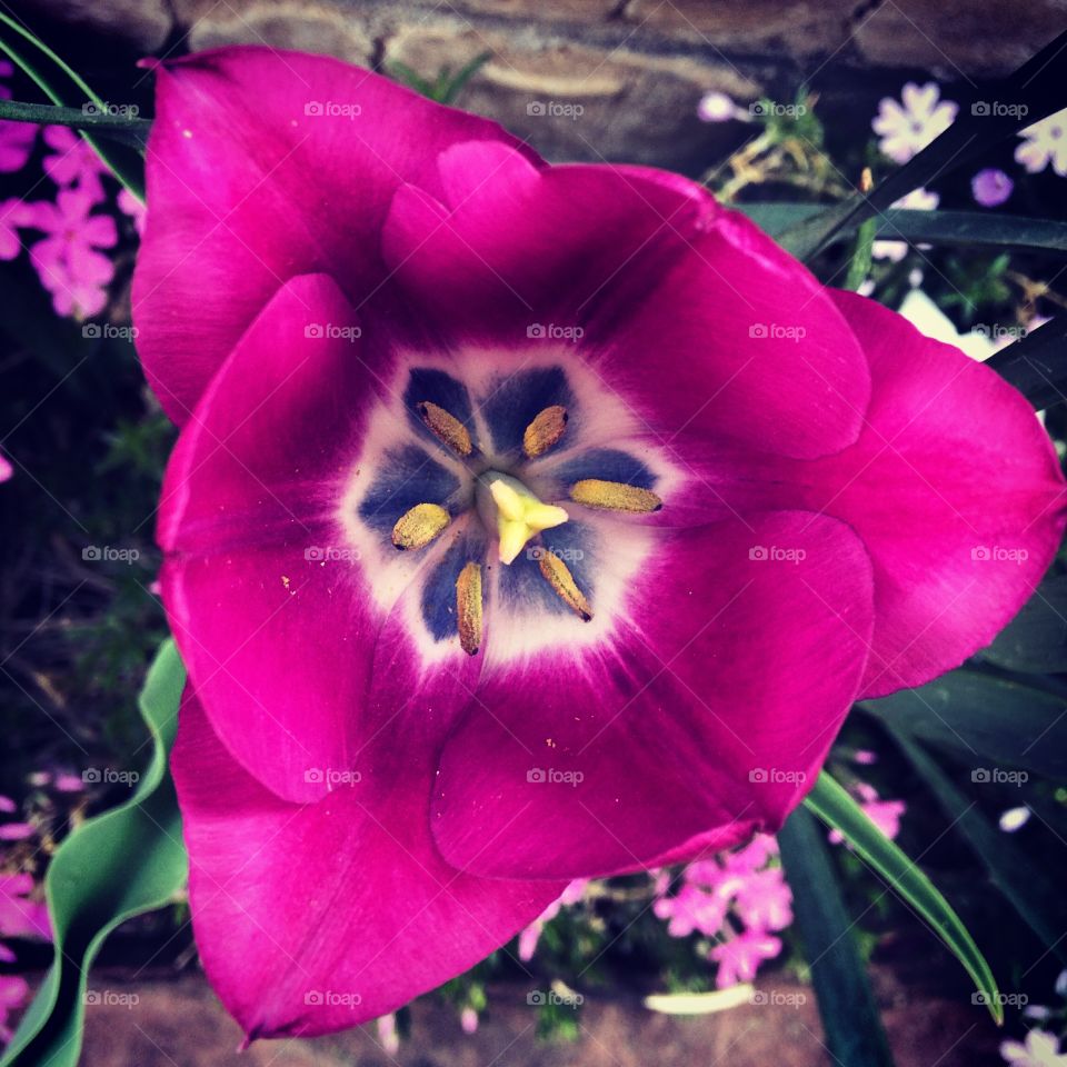Tulip 