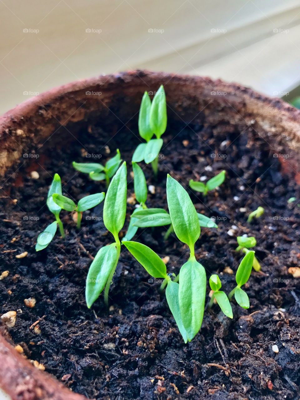 Baby pepper plant 