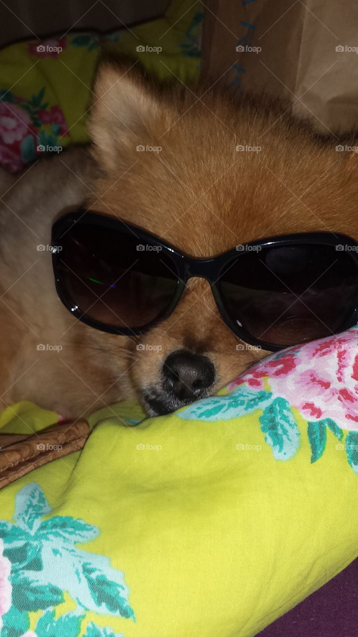 pomeranian dog glasses