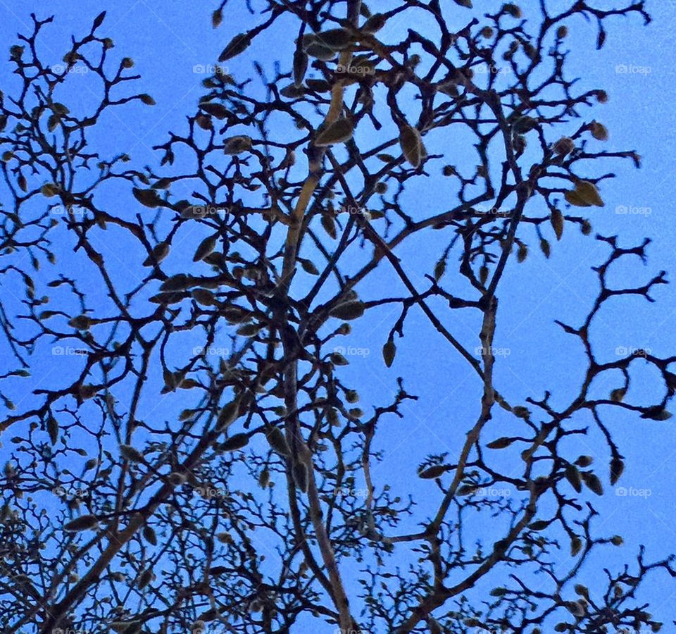 Spring tree branches up close dusk