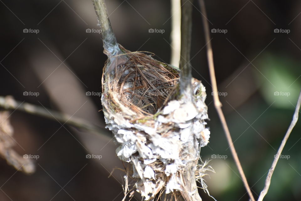 Nest of birds
