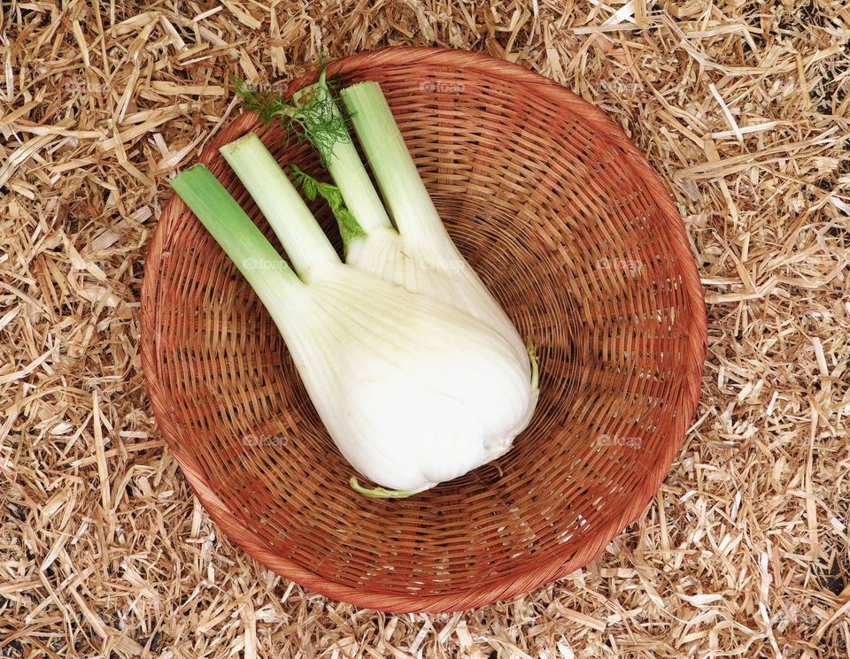 fennel vegetal