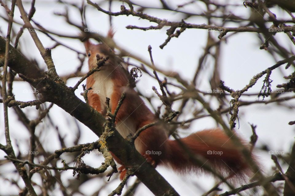 A red squirrel sits between the bare branches of an apple tree