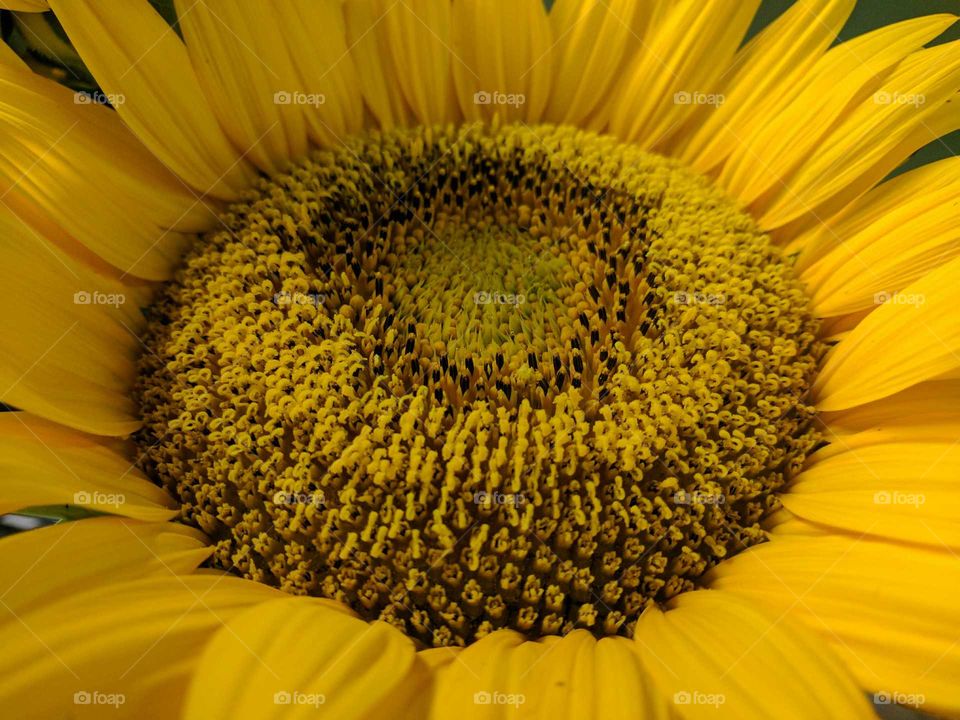 Happy sunflowers